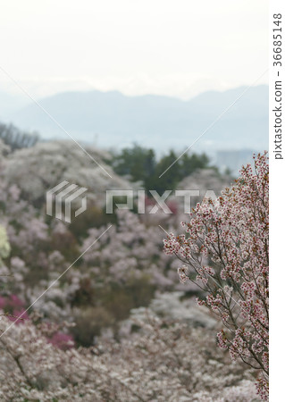 Hanamiyama公園盛開,其中Togenkyo被認為是在福島 Hanamiyama公園盛開,其中Togenkyo被認為是在福島 36685148