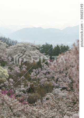 Hanamiyama公園盛開,其中Togenkyo被認為是在福島 Hanamiyama公園盛開,其中Togenkyo被認為是在福島 36685149