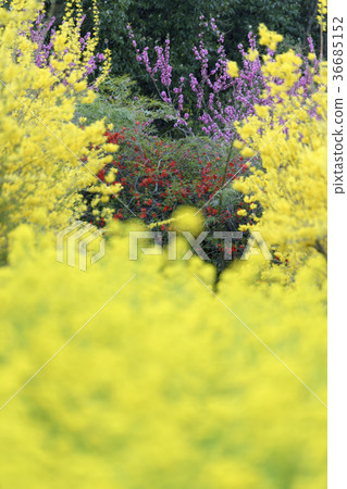 Hanamiyama公園盛開，其中Togenkyo被認為是在福島 36685152