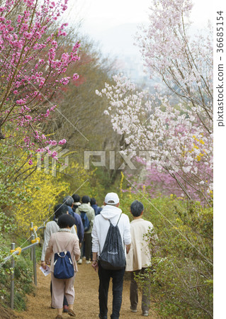 遊客在盛開的Hanamiyama公園散步，據說在福島的Togenkyo 36685154
