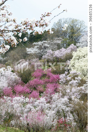 Hanamiyama公園盛開,其中Togenkyo被認為是在福島 Hanamiyama公園盛開,其中Togenkyo被認為是在福島 36685156