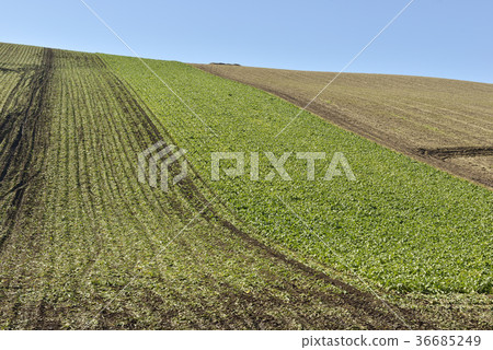 Beatsfield Beatsfield 36685249