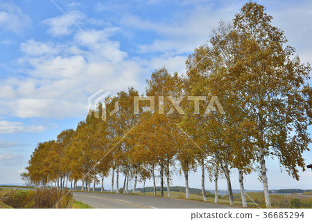 樺樹排行與秋天 樺樹排行與秋天 36685294