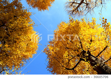 Ootaro Park 36685706