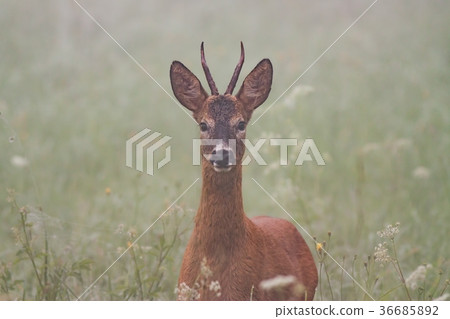 Roe deer, capreolus capreolus, in the mist. 36685892