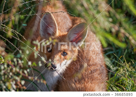 Portrait of a red fox, Vulpes vulpes Portrait of a red fox, Vulpes vulpes 36685893