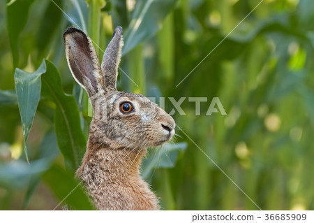 Alert European brown Hare, Lepus europaeus Alert European brown Hare, Lepus europaeus 36685909