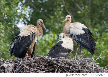 Young white storks Young white storks 36685923
