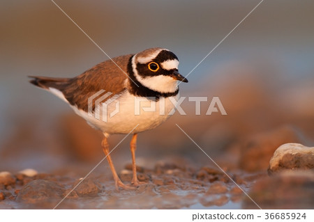 Little ringed plover, Charadrius dubius. Little ringed plover, Charadrius dubius. 36685924