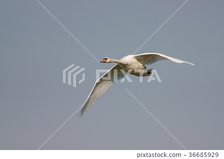 Mute swan, Cygnus olor, in flight 36685929