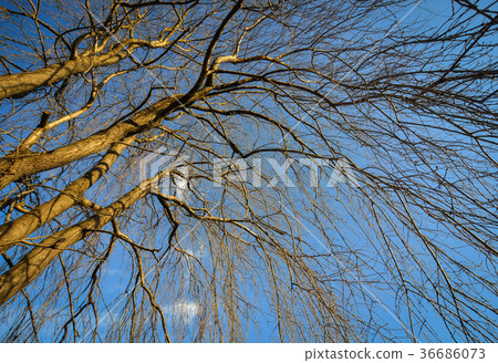 Dried trees under blue sky at forest 36686073