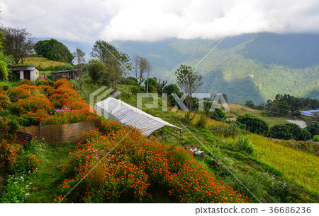 Mountain village in Ghandruk, Nepal Mountain village in Ghandruk, Nepal 36686236