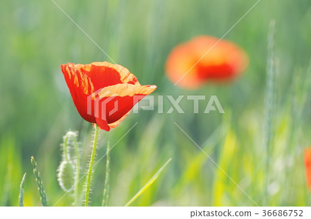 Red Poppy Flower 36686752