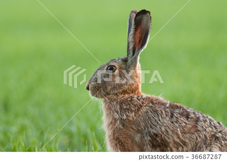 Brown Hare portrait 36687287