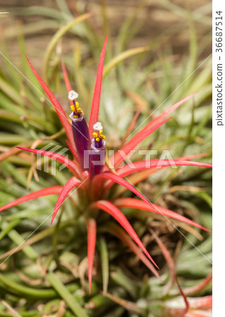 Tillandsia scientific name, Thailand. Tillandsia scientific name, Thailand. 36687514