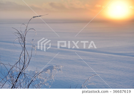 Winter sunset Winter sunset 36687619