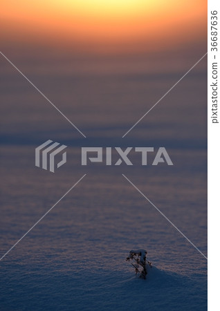 冬天日落 36687636