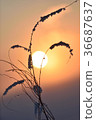 冬天日落 36687637