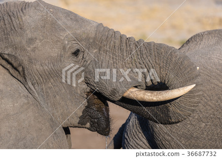 African Elephant close up 36687732