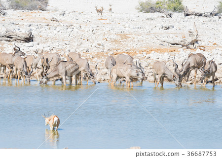 Herd of Kudu 36687753