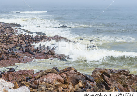 The seal colony at Cape Cross 36687758