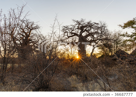 Huge Baobab plant in the african savannah 36687777