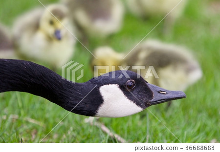 Beautiful image of young chicks of Canada geese 36688683