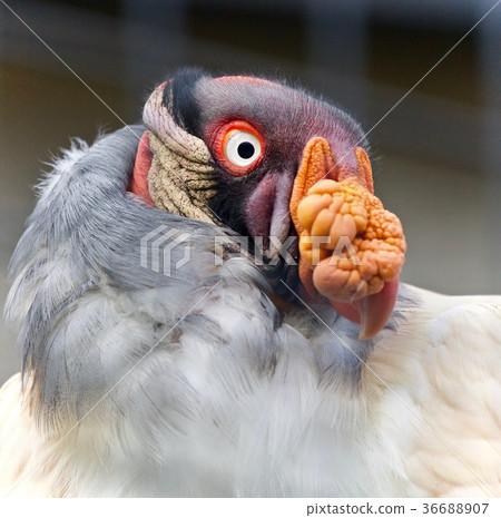 Photo of a funny vivid king vulture looking aside Photo of a funny vivid king vulture looking aside 36688907