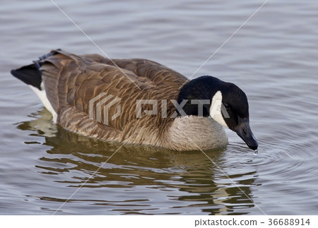 Beautiful isolated picture of a cute Canada goose 36688914