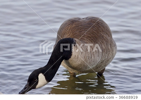Beautiful isolated picture with a Canada goose 36688919