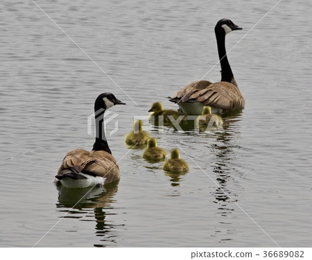 Beautiful picture of Canada geese swimming 36689082