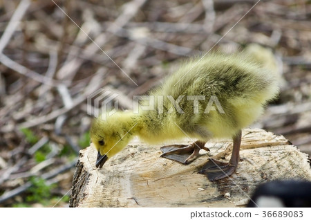 Beautiful isolated photo of a cute funny chick 36689083