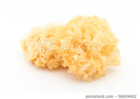 Dried White Chrysanthemum: Dried White Wood Ear 36689482