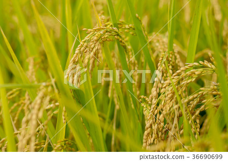 Fall of fertility Fall of fertility 36690699