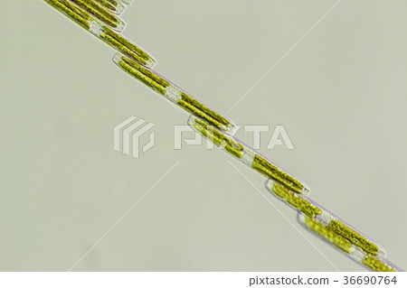Flower 36690764