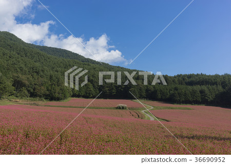 在盛開的紅色蕎麥麵條 36690952