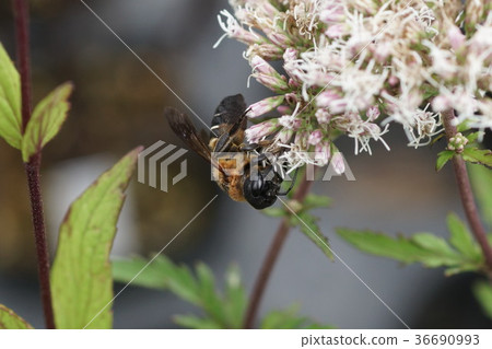 Oouchikiri蜜蜂吮吸富士Bakamama的花蜜 36690993