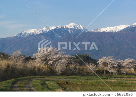 Somey Yoshino of the Aoshima Embankment and the Central Alps Somey Yoshino of the Aoshima Embankment and the Central Alps 36691086