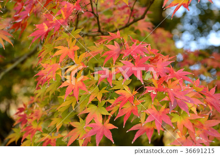 Colorful leaves in the forest exchange center Colorful leaves in the forest exchange center 36691215