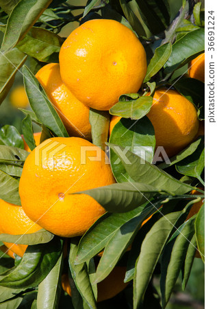 Mandarin orange field 36691224