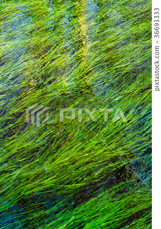背景材料水草在清澈的溪流中搖曳 36691333