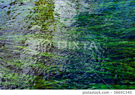 背景材料水草在清澈的溪流中搖曳 36691340
