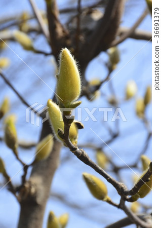 Winter shoot of Hakumokuren (Osaka City, Osaka Prefecture) 36691379