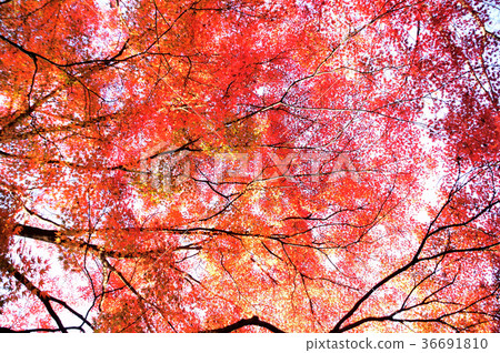 Color of the four seasons 36691810