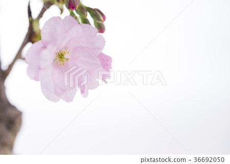 Asahiyama cherry blossoms in full bloom 36692050
