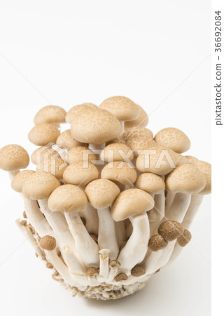 Bunashimeji 36692084