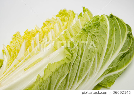 中國的白菜 36692145