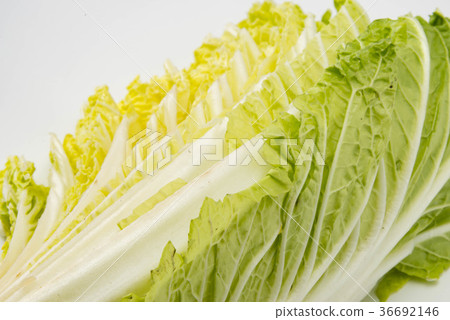 中國的白菜 36692146