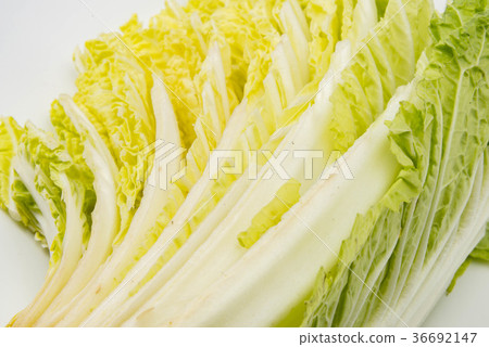 中國的白菜 中國的白菜 36692147