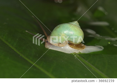 生物Convolvulus Ao kata貓,通過半透明的外殼看到的柔軟身體的藍綠色是美麗的 生物Convolvulus Ao kata貓,通過半透明的外殼看到的柔軟身體的藍綠色是美麗的 36692159